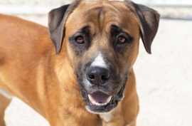 Mastiff