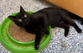 Domestic Short Hair