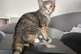 Domestic Short Hair