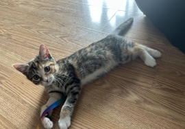 Domestic Short Hair