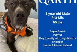 Pit Bull Terrier