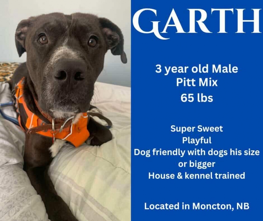 Pit Bull Terrier
