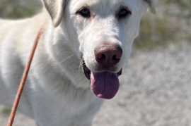 Great Pyrenees