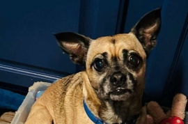 Chihuahua