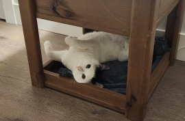 Domestic Short Hair