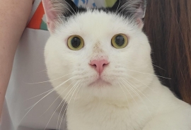 Domestic Short Hair
