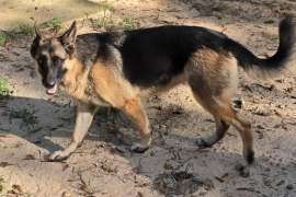 German Shepherd Dog