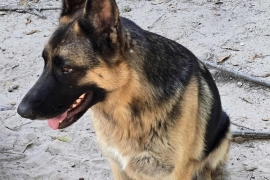 German Shepherd Dog