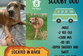 Black Mouth Cur