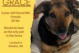 Hound