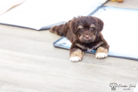 Havanese Havanese