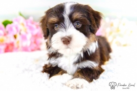 Havanese Havanese
