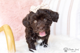 Havanese 
