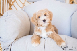 Havanese 