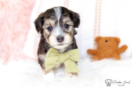 Havanese Havanese