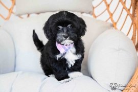 Havanese 