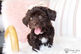 Havanese Havanese