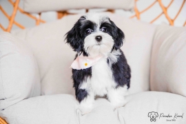 Havanese 