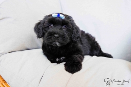 Havanese 