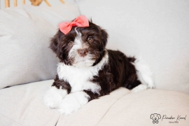Havanese 