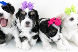 Havanese 