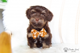 Havanese Havanese