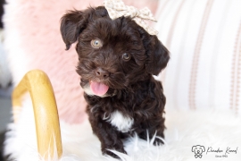 Havanese Havanese