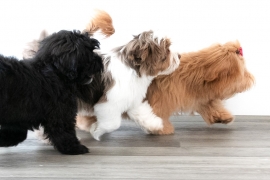 Havanese 