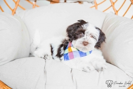 Havanese 