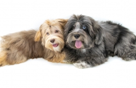Havanese 