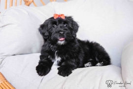 Havanese 