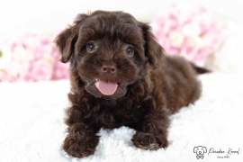 Havanese Havanese