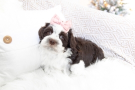 Havanese 