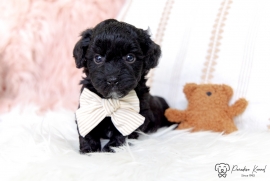 Havanese Havanese