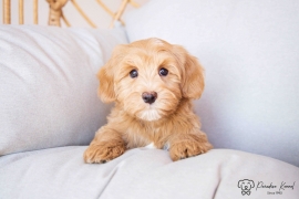 Havanese 