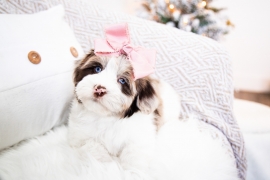 Havanese 
