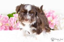 Havanese Havanese
