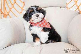 Havanese 