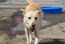 Retriever
