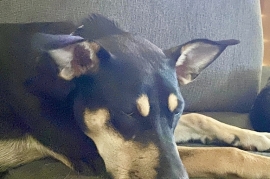 Husky