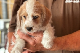 schnoodle crossed with american cocker spaniel