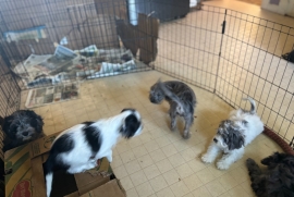 schnoodle crossed with american cocker spaniel