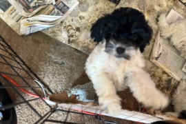 schnoodle crossed with american cocker spaniel