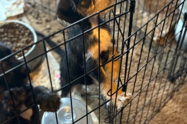 schnoodle crossed with american cocker spaniel