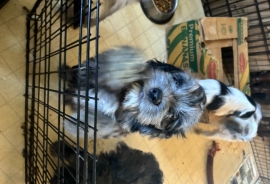 schnoodle crossed with american cocker spaniel