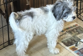schnoodle crossed with american cocker spaniel