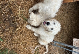 Komondor crossed with Maramma