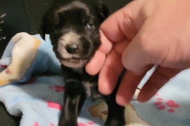 Puppy 2