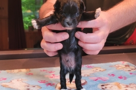 Puppy 3