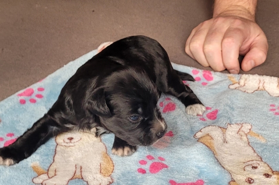 Puppy 2